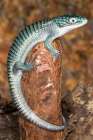 Mexican alligator lizard. Art Print